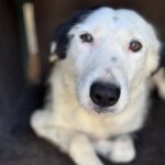 Border Collie Mischling Lupi, 09/2022, ca. 48 cm