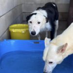 Border Collie Mischling Lupi, 09/2022, ca. 48 cm