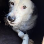 Border Collie Mischling Lupi, 09/2022, ca. 48 cm