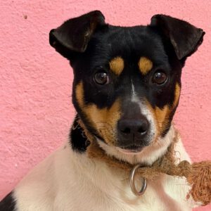 Bodeguero (Mischling?) Maggie, 03/2023, ca. 35 cm