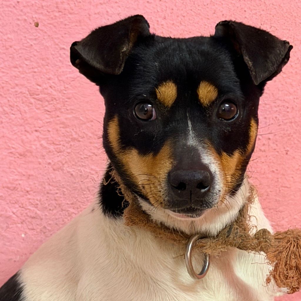 Bodeguero (Mischling?) Maggie, 03/2023, ca. 35 cm
