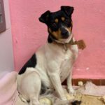 Bodeguero (Mischling?) Maggie, 03/2023, ca. 35 cm