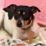 Bodeguero (Mischling?) Maggie, 03/2023, ca. 35 cm