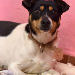 Bodeguero (Mischling?) Maggie, 03/2023, ca. 35 cm