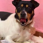 Bodeguero (Mischling?) Maggie, 03/2023, ca. 35 cm