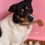 Bodeguero (Mischling?) Maggie, 03/2023, ca. 35 cm