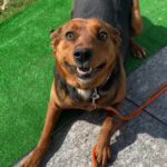 Mischling Maggy, 04/2024, ca. 50 cm