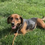 Mischling Maggy, 04/2024, ca. 50 cm