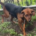 Mischling Maggy, 04/2024, ca. 50 cm