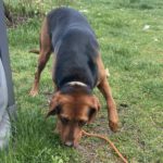 Mischling Maggy, 04/2024, ca. 50 cm