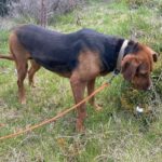 Mischling Maggy, 04/2024, ca. 50 cm