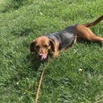 Mischling Maggy, 04/2024, ca. 50 cm