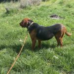 Mischling Maggy, 04/2024, ca. 50 cm