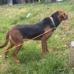 Mischling Maggy, 04/2024, ca. 50 cm