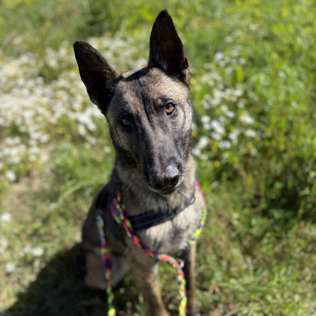 Malinois Mischling Maggy, 03/2023, ca. 58 cm