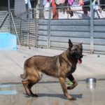 Malinois Mischling Maggy, 03/2023, ca. 58 cm