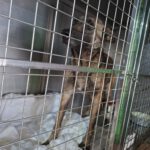 Malinois Mischling Maggy, 03/2023, ca. 58 cm