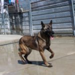 Malinois Mischling Maggy, 03/2023, ca. 58 cm