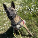 Malinois Mischling Maggy, 03/2023, ca. 58 cm