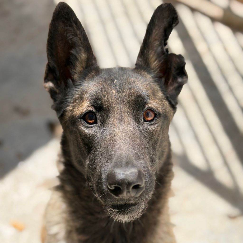 Malinois (Mischling) Mali, 02/2023, ca. 65 cm