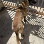 Malinois (Mischling) Mali, 02/2023, ca. 65 cm