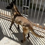 Malinois (Mischling) Mali, 02/2023, ca. 65 cm