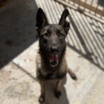 Malinois (Mischling) Mali, 02/2023, ca. 65 cm