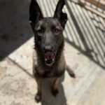 Malinois (Mischling) Mali, 02/2023, ca. 65 cm