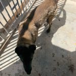 Malinois (Mischling) Mali, 02/2023, ca. 65 cm