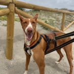 Podenco Manuela, 11/2022, ca. 45 cm