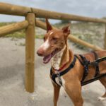 Podenco Manuela, 11/2022, ca. 45 cm