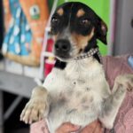 Bodeguero Mischling Marcello, 10/2024, ca. 40 cm