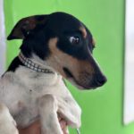 Bodeguero Mischling Marcello, 10/2024, ca. 40 cm