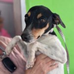 Bodeguero Mischling Marcello, 10/2024, ca. 40 cm