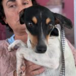 Bodeguero Mischling Marcello, 10/2024, ca. 40 cm