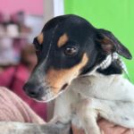 Bodeguero Mischling Marcello, 10/2024, ca. 40 cm