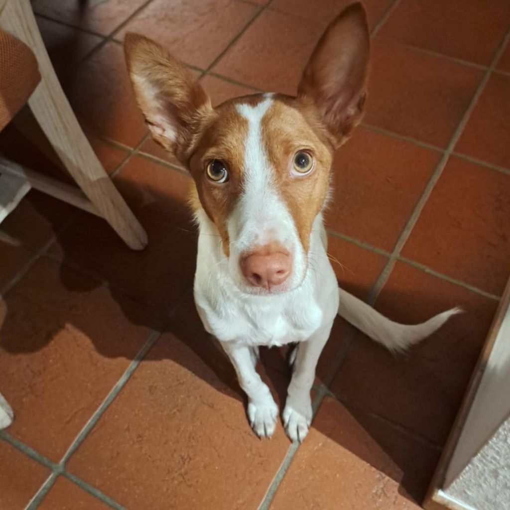 Podenco Marcos, 10/2023, ca. 45 cm, 82377 Penzberg