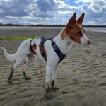 Podenco Marcos, 10/2023, ca. 45 cm, 82377 Penzberg