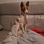 Podenco Marcos, 10/2023, ca. 45 cm, 82377 Penzberg