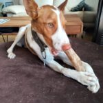 Podenco Marcos, 10/2023, ca. 45 cm, 82377 Penzberg