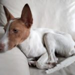 Podenco Marcos, 10/2023, ca. 45 cm, 82377 Penzberg