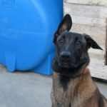 Malinois Mischling Marlon, 10/2024, ca. 65 cm