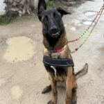 Malinois Mischling Marlon, 10/2024, ca. 65 cm