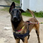 Malinois Mischling Marlon, 10/2024, ca. 65 cm