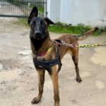 Malinois Mischling Marlon, 10/2024, ca. 65 cm