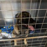 Malinois Mischling Marte, 06/2025, ca. 62 cm