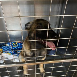 Malinois Mischling Marte, 06/2025, ca. 62 cm