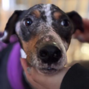 Bodeguero Mischling Martin, 01/2019, ca. 40 cm