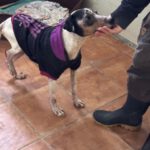 Bodeguero Mischling Martin, 01/2019, ca. 40 cm