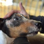 Bodeguero Mischling Martin, 01/2019, ca. 40 cm